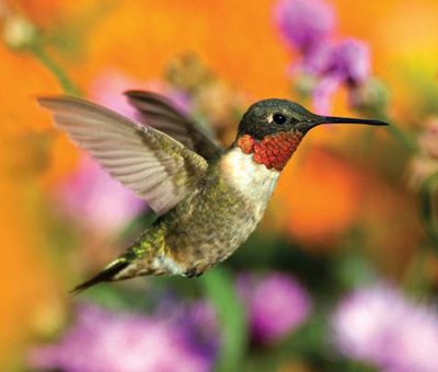 PoCoHeritage's tweet photo. Join us for a An #EveningAtTheMuseum on Thurs Sept 26th at 7pm!
We will be hosting community photographer, Danielle Cooper, who will be sharing a talk on #hummingbirds and some of her favourite shots! Food and refreshments will be served.
#PortCoquitlam #NaturallyPoCo https://t.co/t5QECBTEjp
