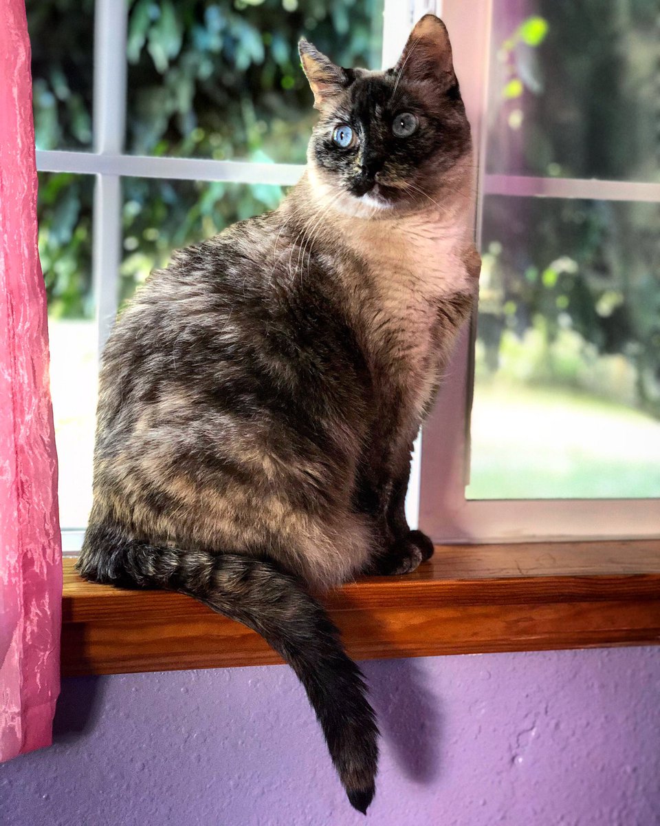 CarolingLilies's tweet photo. Miss Rose sitting in my daughter’s window. #siamesecat #tortoiseshellcat #cat #blueeyedcat #tortoiseshellsiamesecat #catinawindow https://t.co/pCCI9suYKb
