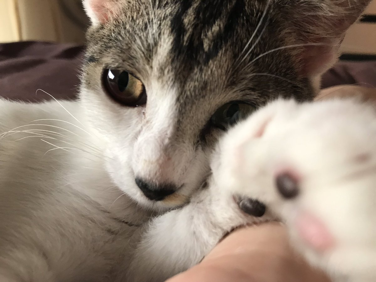 飼ってる猫がロフトベッドに登ってくるときの顔 あまりにも必死過ぎて必ず笑ってしまう 無限に見れる Togetter