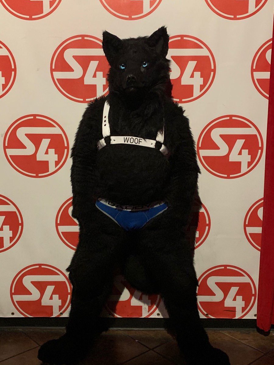 Draftafterdark's tweet photo. Got a new harness for the club last night :) https://t.co/7fnrQQz9q4