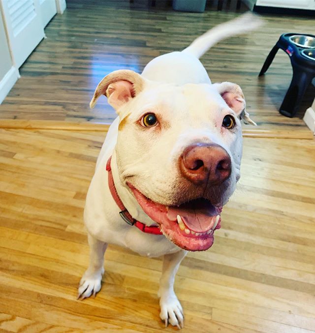 LauraRunsaLatte's tweet photo. My Lucy 🥰 https://t.co/nRiCvQU0mq https://t.co/tfzvyQPSbm