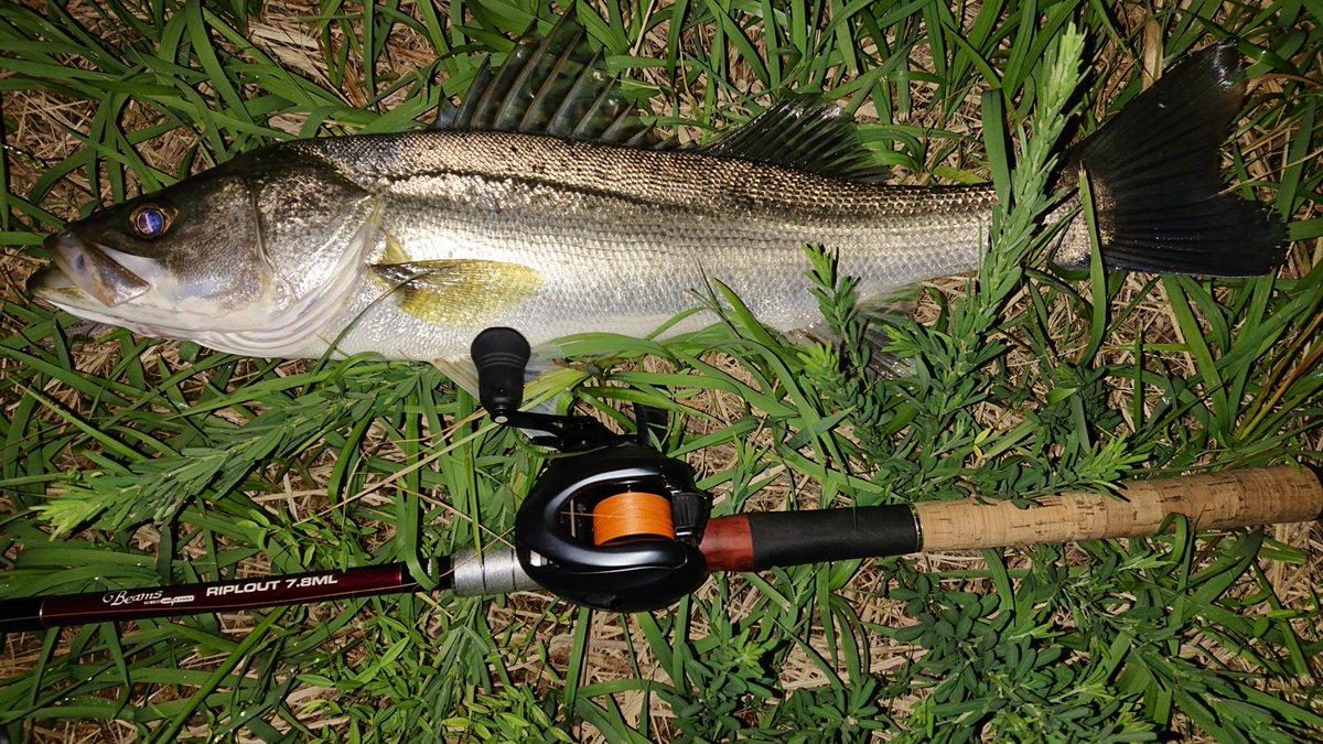 NGTM35KFC's tweet photo. 朝方、サイズは60ちょいだけど、食い方ガッポリだった♪

#Fishman
#Riplout78ML
#SHIMANO
#EXSENCEdc
#山豊テグス
#レジンシェラー https://t.co/GmpG4SmvGG