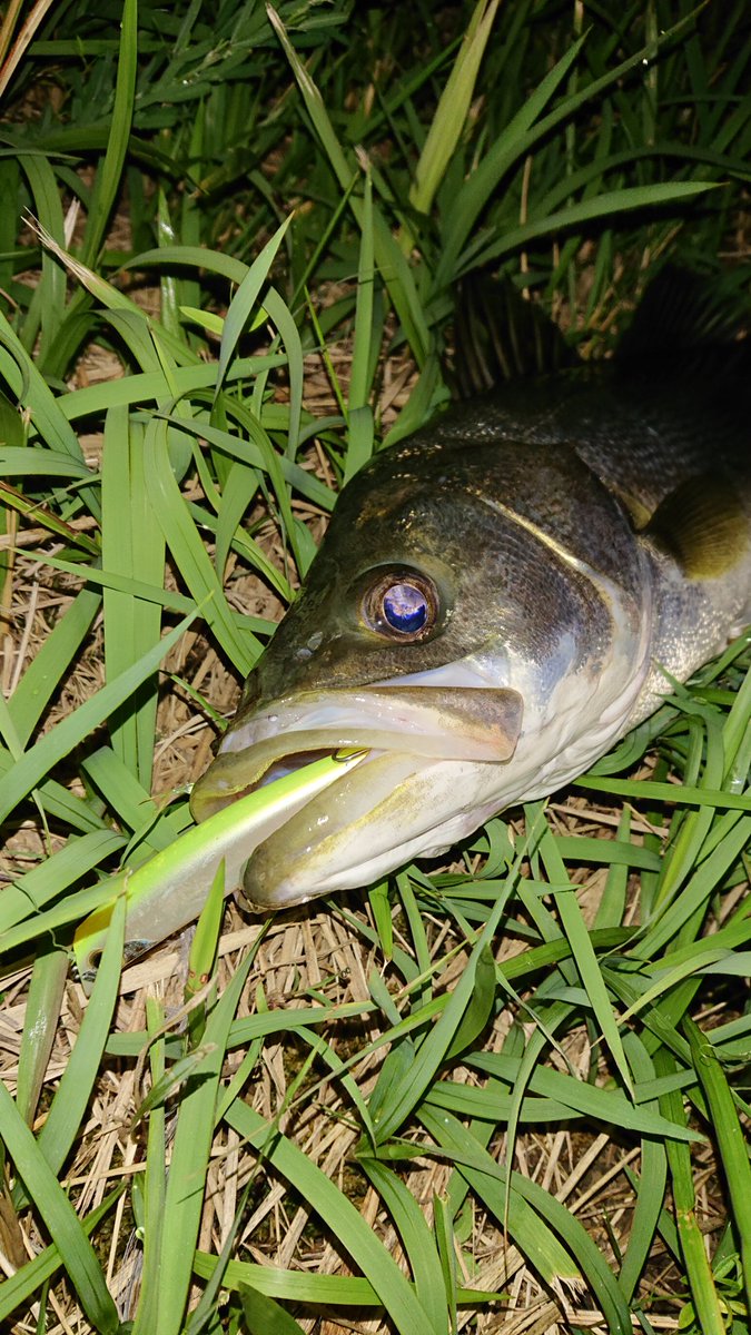 NGTM35KFC's tweet photo. 朝方、サイズは60ちょいだけど、食い方ガッポリだった♪

#Fishman
#Riplout78ML
#SHIMANO
#EXSENCEdc
#山豊テグス
#レジンシェラー https://t.co/GmpG4SmvGG