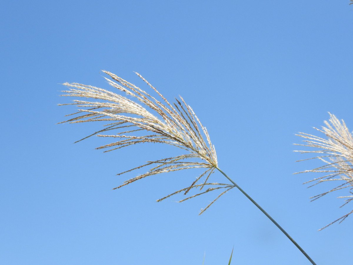 いっちょ母さん 俳句 書 すすき 芋坂の だんごに添へて 芒の穂 三井 ひさし 芒 すすき 今のところ台風影響はなし みなさん 充分に気をつけてくださいませ 人 T Co Brt7c28dpi