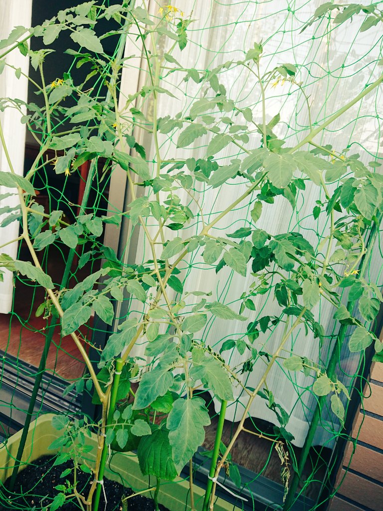 相原奈保子 盛夏になってから植え始めた とうもろこし 早々に終了 きゅうり 花咲かずに終了 オクラ 時間の問題 トマト 130センチにはなっているけど花が落ちる T T きのこ 順調に生え えっ 植えてない