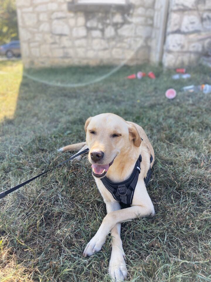 Come see me and buy some lemonade at the one and only cabell castle right now! #castlegives
