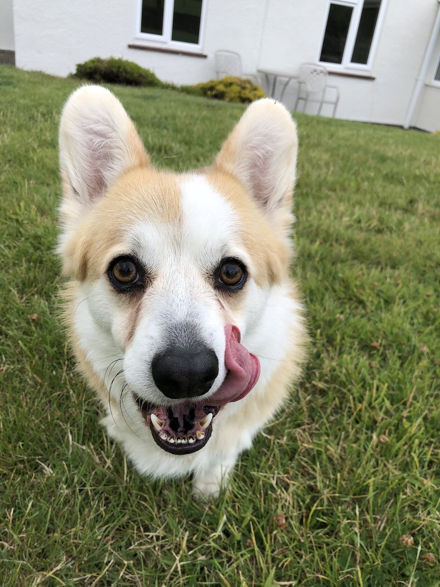 CorgiDyllan's tweet image. Mmm tasty!