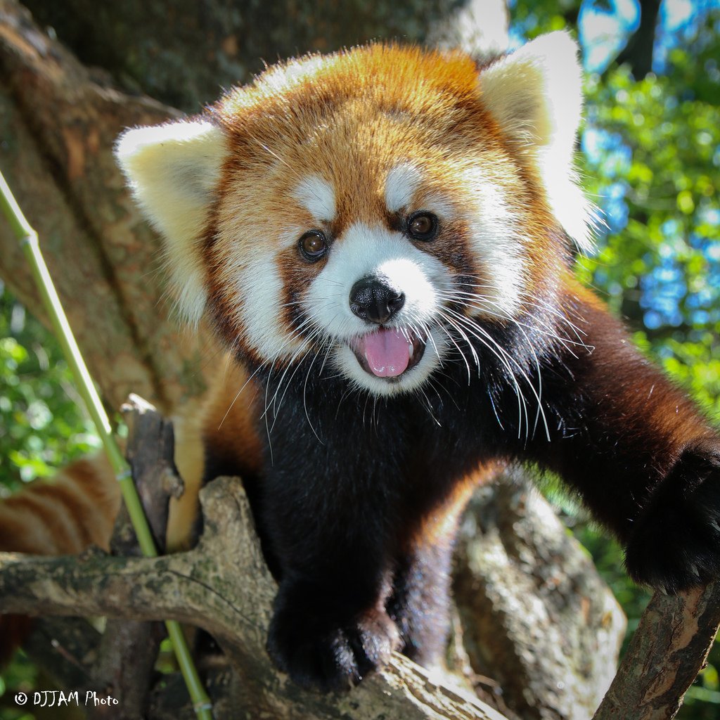 Cincinnati Zoo on Twitter: "Kola the red panda demonstrates how red pandas are one of the few animals on planet that can climb straight down a head-first! #IRPD2019 #RedPandaDay https://t.co/7oaj9fF2YW