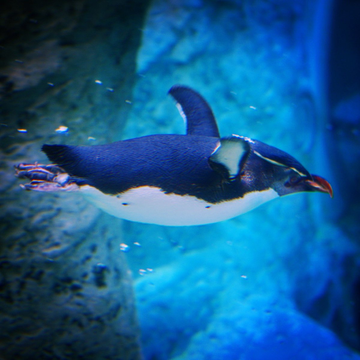 社会人写真部 على تويتر 空飛ぶペンギン 頭部から上面の羽衣は黒く 下面の羽衣は白い 嘴基部から眼上部 後頭にかけて太く黄色い筋模様が入っており 嘴は橙褐色 後肢はピンク色 たぶんハシブトペンギン 可愛い 写真好きな人と繋がりたい Pentax K50