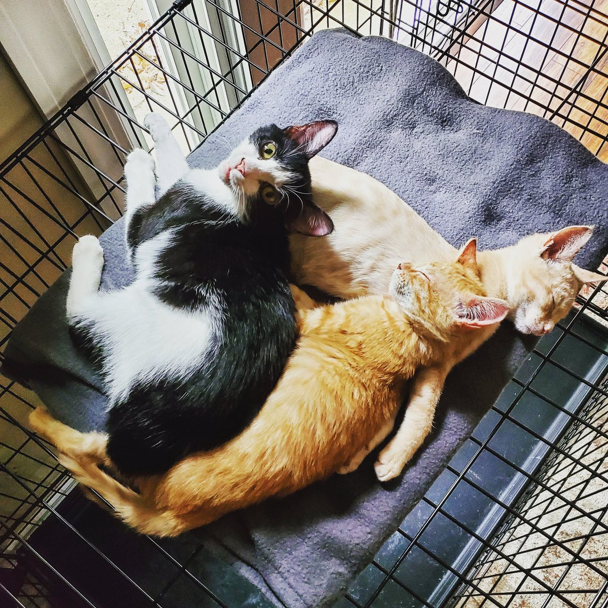 TinyKittenRR's tweet photo. Fern, Lana, and Logan are all available for adoption. Fern is our confident talker. Lana is our shy and sweet gal. And Logan is our friendly, cuddly boy.
#fosterkittens #kittensofinstagram #tinykittenrescueranch #tkrr #divapetsrescue https://t.co/rGt7r4h791