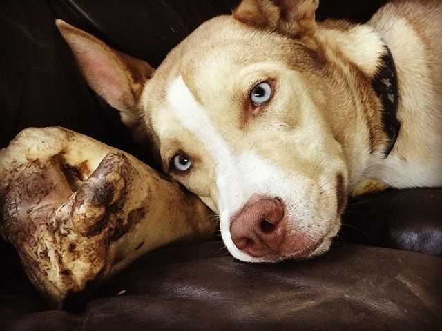 PitskyBrothers's tweet photo. Just me and my buddy. #bones #dogsofinstagram 
#cane #doggo #perro #cachorro #hund #husky #huskymix #собака #chien #pies https://t.co/tUV44VdBSi https://t.co/fKDVrvVhwB