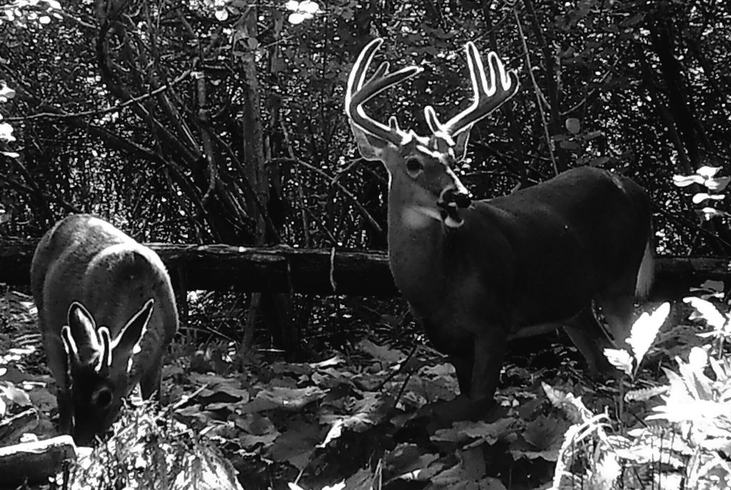 toolb73's tweet photo. Finally it's a start great hunting season for all! Bonne chasse à tous! https://t.co/cBYiUkWatG