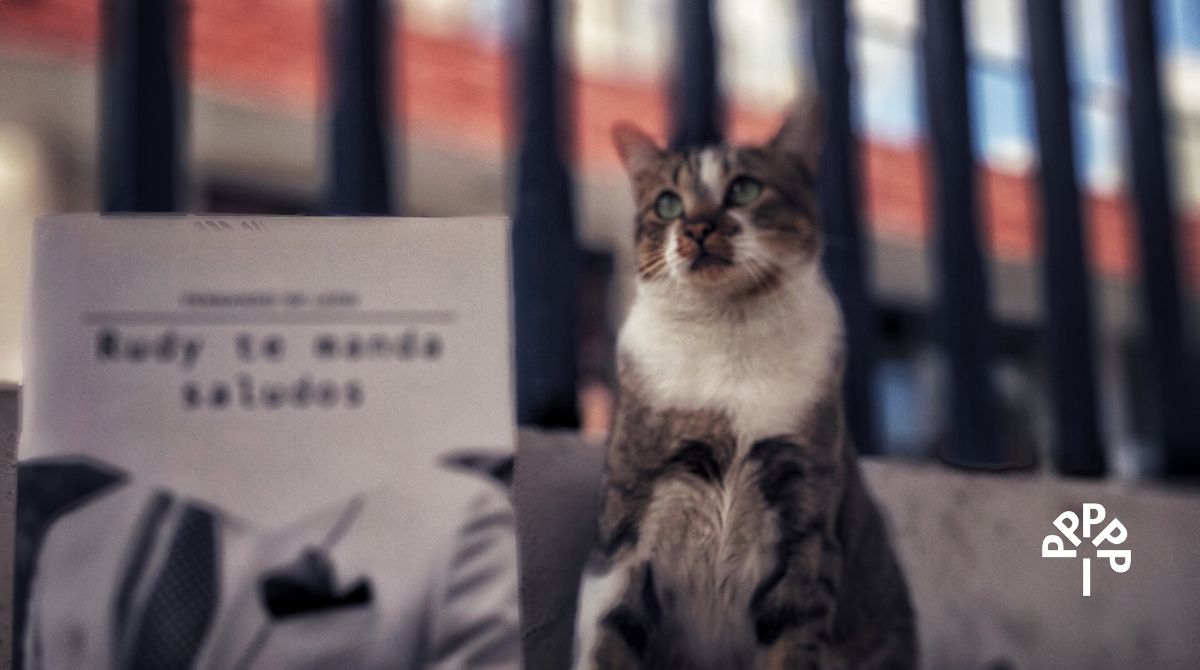 Eparaisoperdido's tweet photo. 😽 «Han visto a Rudy? Si lo ven denle un saludo de mi parte... y le dicen que aquí tengo su libro» 📚
・・・
#Caturday #cat #gato #vidadegato #catreader #FindeSemana #booktography #booklovers #bookrecommendation #LibrosRecomendados #leer #catlovers #catlife
@Cortaphilus https://t.co/xiVhEkt51x