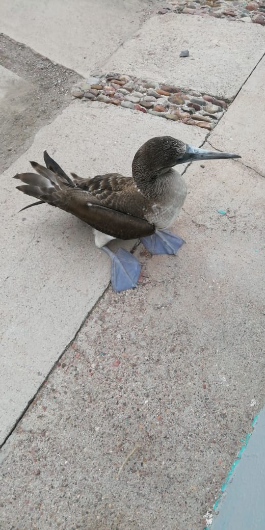 100toshiko's tweet photo. Solicitan apoyo para un ave:
Boulevard Sánchez Taboada, junto a los pescadores. Ahi se encuentra Cristian.
@DrLagunaT @avelascopaulina
@Agricultura_mex @RogelioTellaec1 @PROFEPA_Mx @h_aytoguaymas https://t.co/oCUjkuxje3