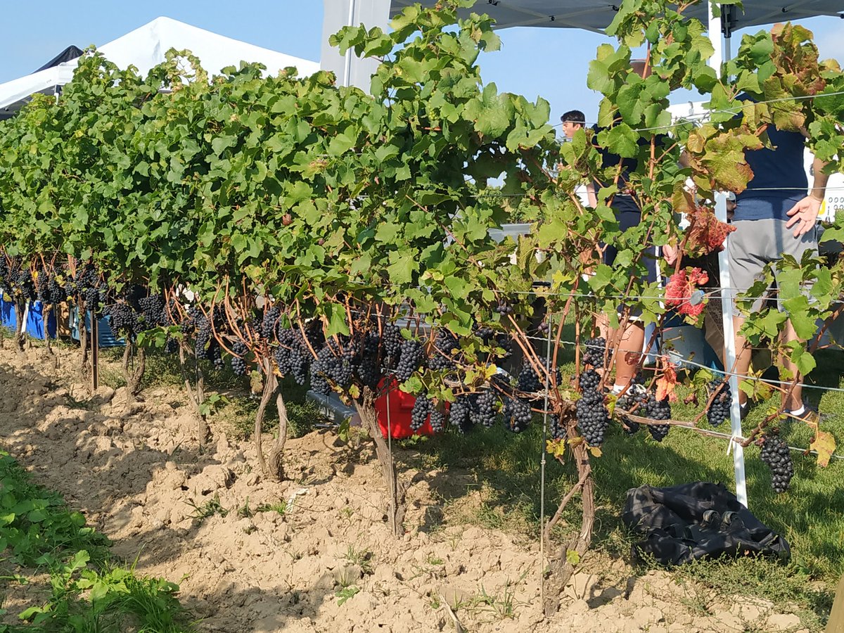 stefspera's tweet photo. Big shout out and thank you to Brent and his crew at @pondviewwinery for a fun Harvest party ... from all if us on Barry's Ottawa bus.   Always a good time! https://t.co/O0e0nigPdU