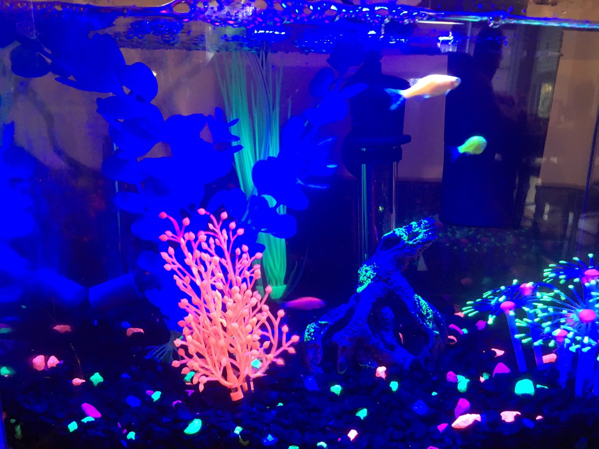 MrsMChem's tweet photo. Meet Cherry, Orange, and Key Lime. They are settling into their new digs at my house before heading to IHHS soon. Thanks #petsinclass for the chance to show genetic engineering in real life to my students! https://t.co/PMGlcZY27l