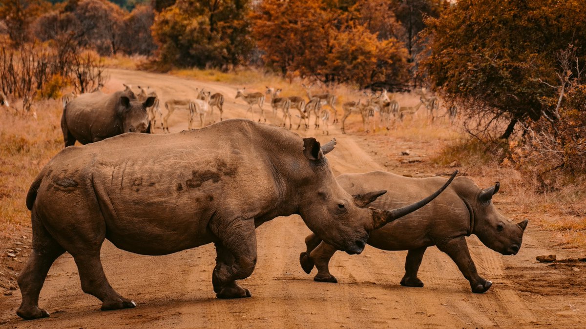 Its #WorldRhinoDay and to highlight this day and the ongoing struggle the natural world faces, we are launching a new Limited Edition Collection for autumn and winter. We must #keepfighting to secure their future. Thank you everyone for your support as always❤️ #EnsuringAFuture