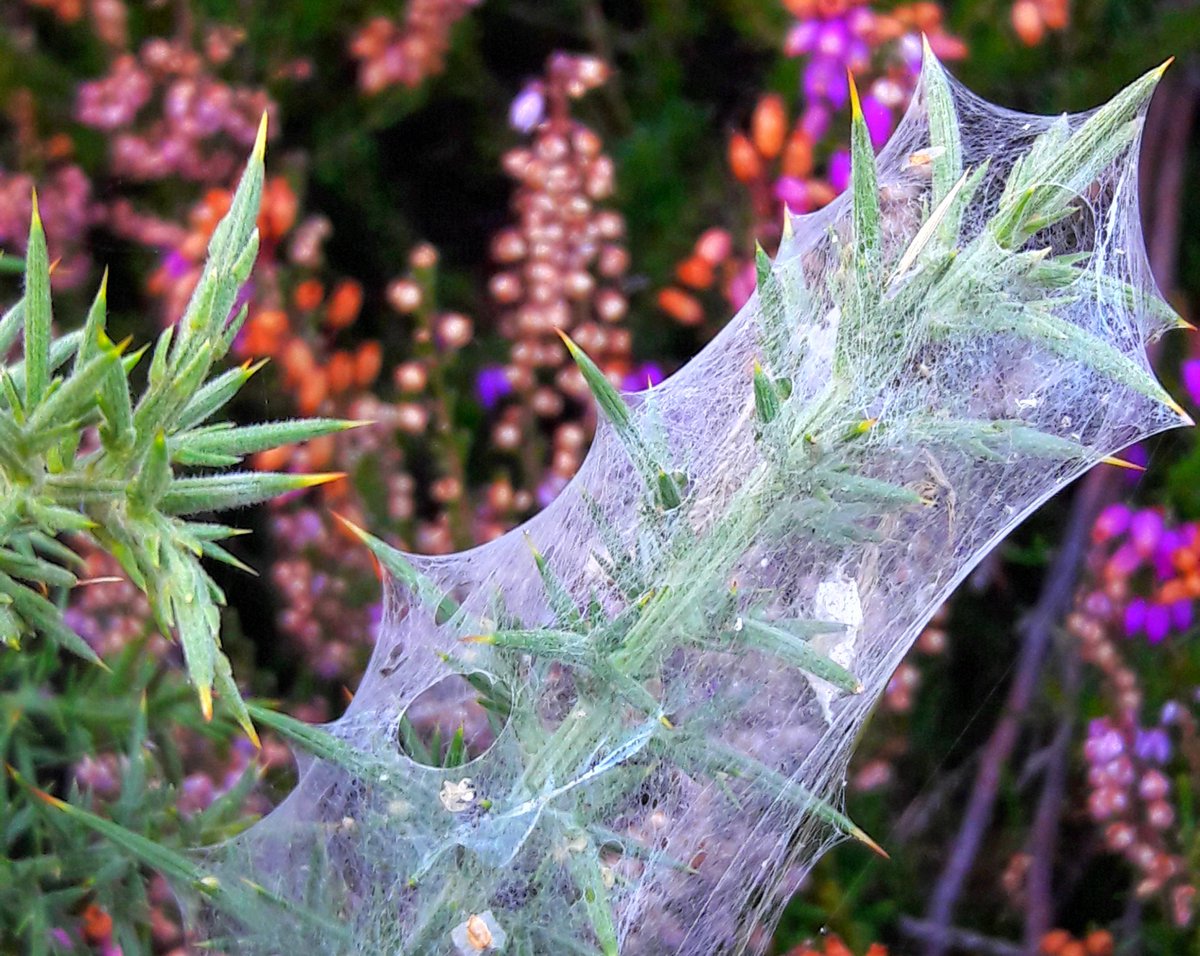 The Southern Star (@southernstarirl) on Twitter photo ‘The Southern Star’ Reader’s Picture of the Week is of a web spun across thorns in Rineen Woods pictured by Daniel O'Driscoll, Mardyke Park, Skibbereen. Send us your captioned high-resolution jpg images (at least 1MB) by e-mail to editorial@southernstar.ie by midday on Mondays. ‘The Southern Star’ Reader’s Picture of the Week is of a web spun across thorns in Rineen Woods pictured by Daniel O'Driscoll, Mardyke Park, Skibbereen. Send us your captioned high-resolution jpg images (at least 1MB) by e-mail to editorial@southernstar.ie by midday on Mondays.