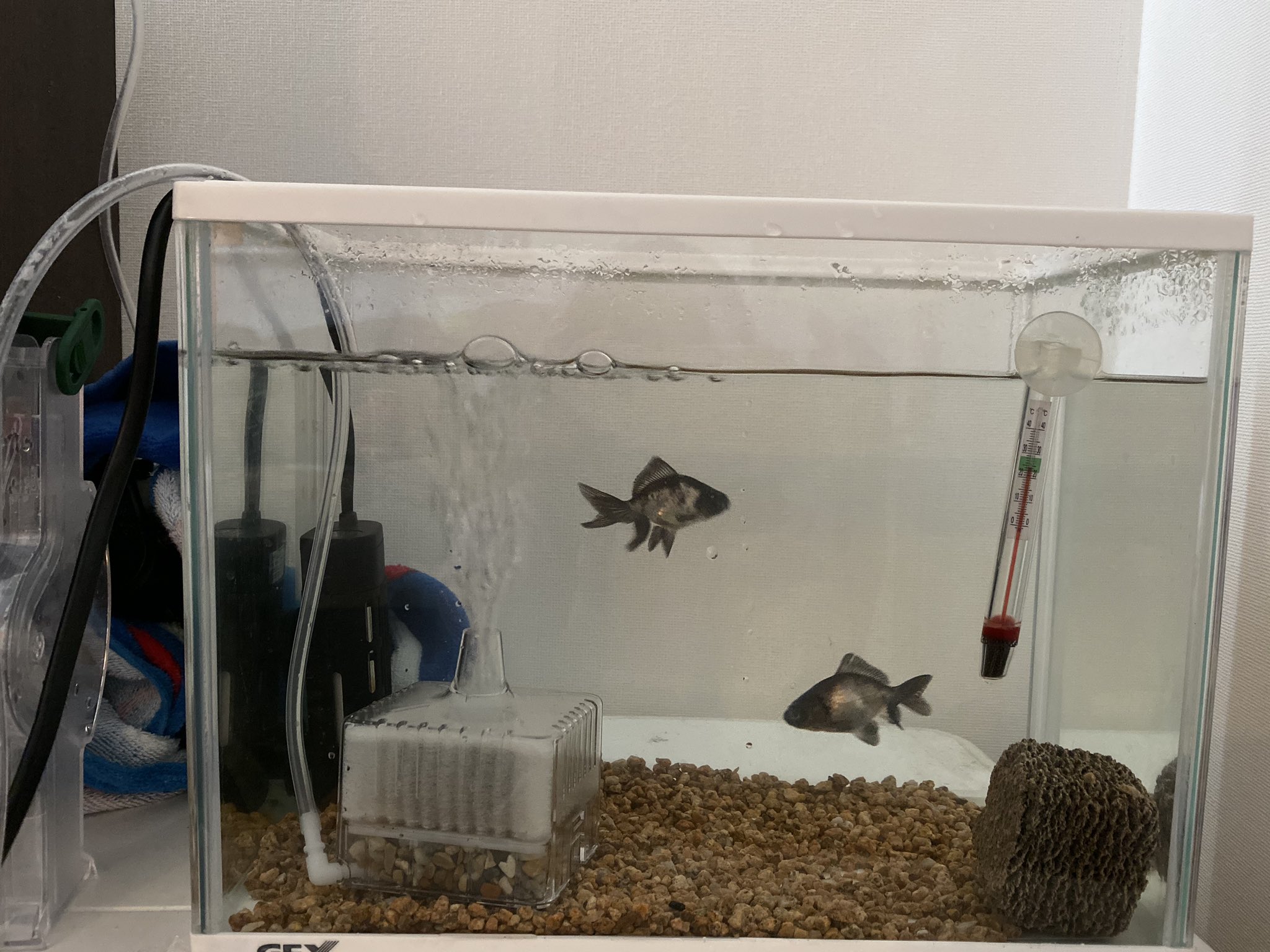 しぃちゃん 金魚 陸亀 パンダ出目金隔離水槽 麦飯石軽く敷きました 初餌も頑張って食べてたけど沈下性のほうがいいかもしれない パンダ出目金 金魚トリートメント中 麦飯石 T Co Yx7ontpebk Twitter