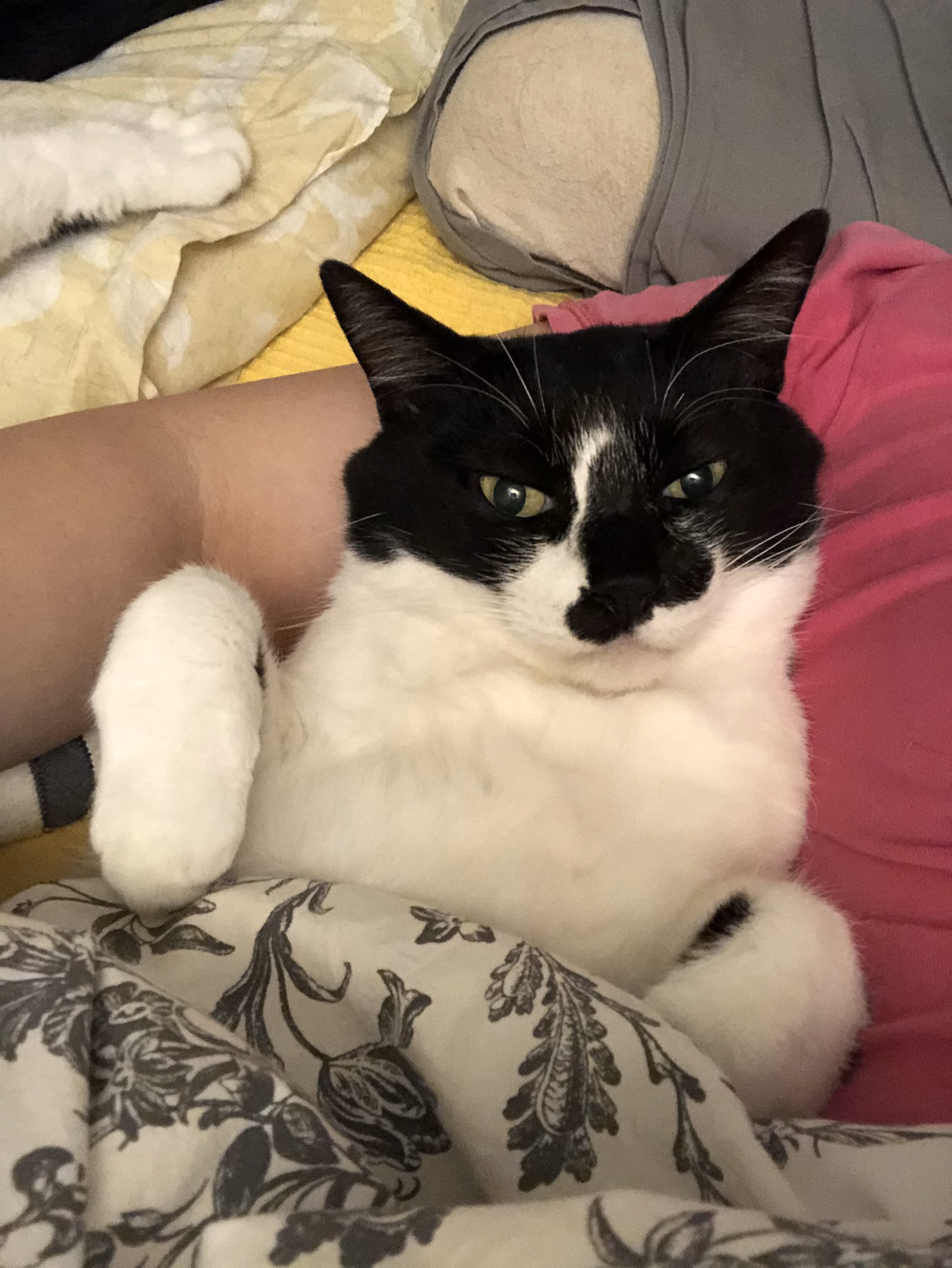 響介 悲報 猫マスター僕 猫が可愛すぎて好きすぎて猫触りながら あぁああ みんなに会いたいよぉ と呟き出す わかる この感じ 一緒にいるんだけど もっと一緒にいたいこの感じ わかる あああみんなに