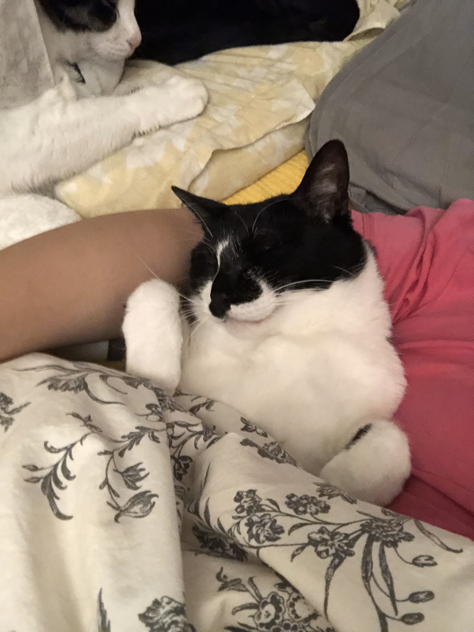 響介 悲報 猫マスター僕 猫が可愛すぎて好きすぎて猫触りながら あぁああ みんなに会いたいよぉ と呟き出す わかる この感じ 一緒にいるんだけど もっと一緒にいたいこの感じ わかる あああみんなに会いたいいいぃぃ いる T Co