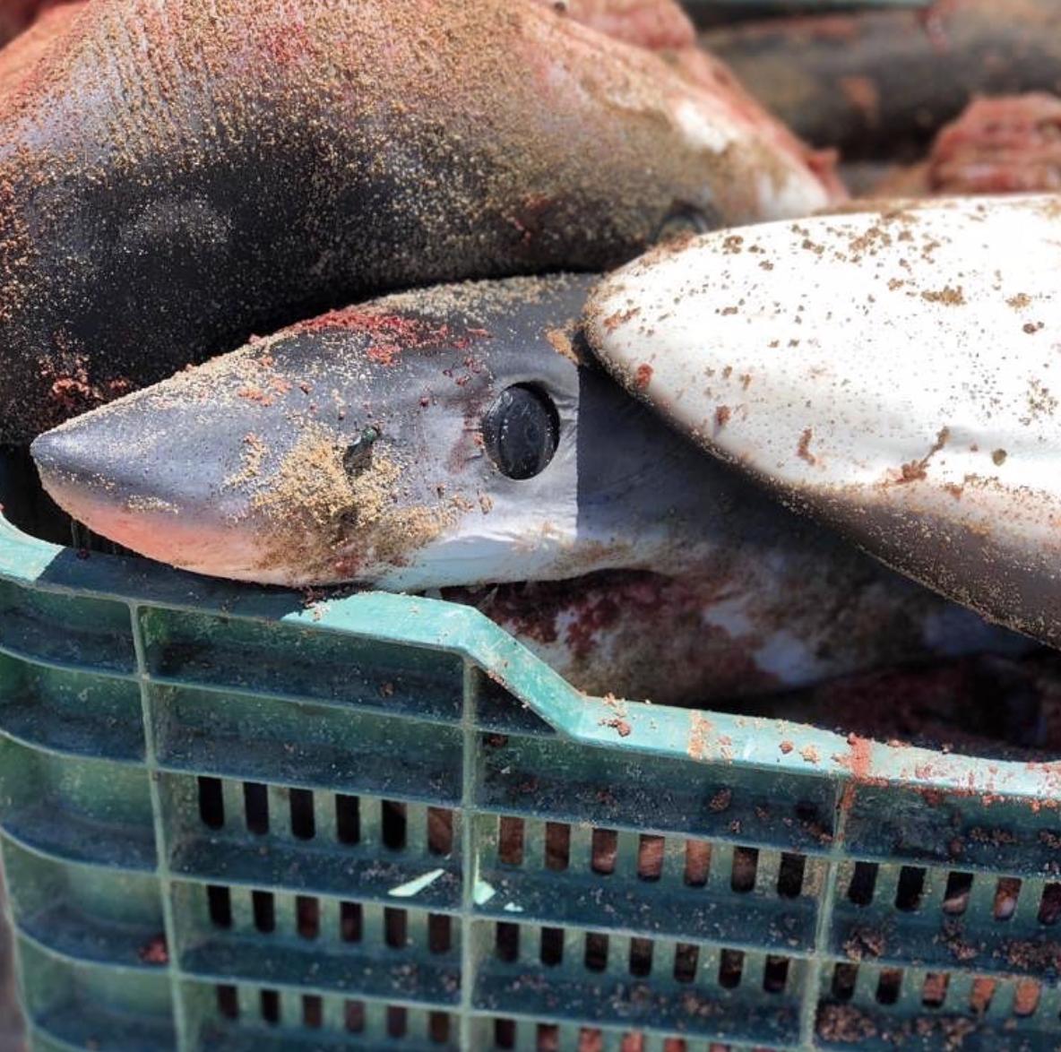 NakaweProject's tweet photo. Our work will continue, especially to bring down mako (and all) shark meat consumption!!
Photo: @RegiDomingo
#GameOverFishing #SaveMakoSharks #makoshark #mako #cites #cop18 #appendix #sharkmeat #shark #sharkfishing https://t.co/esGIq9XRW2