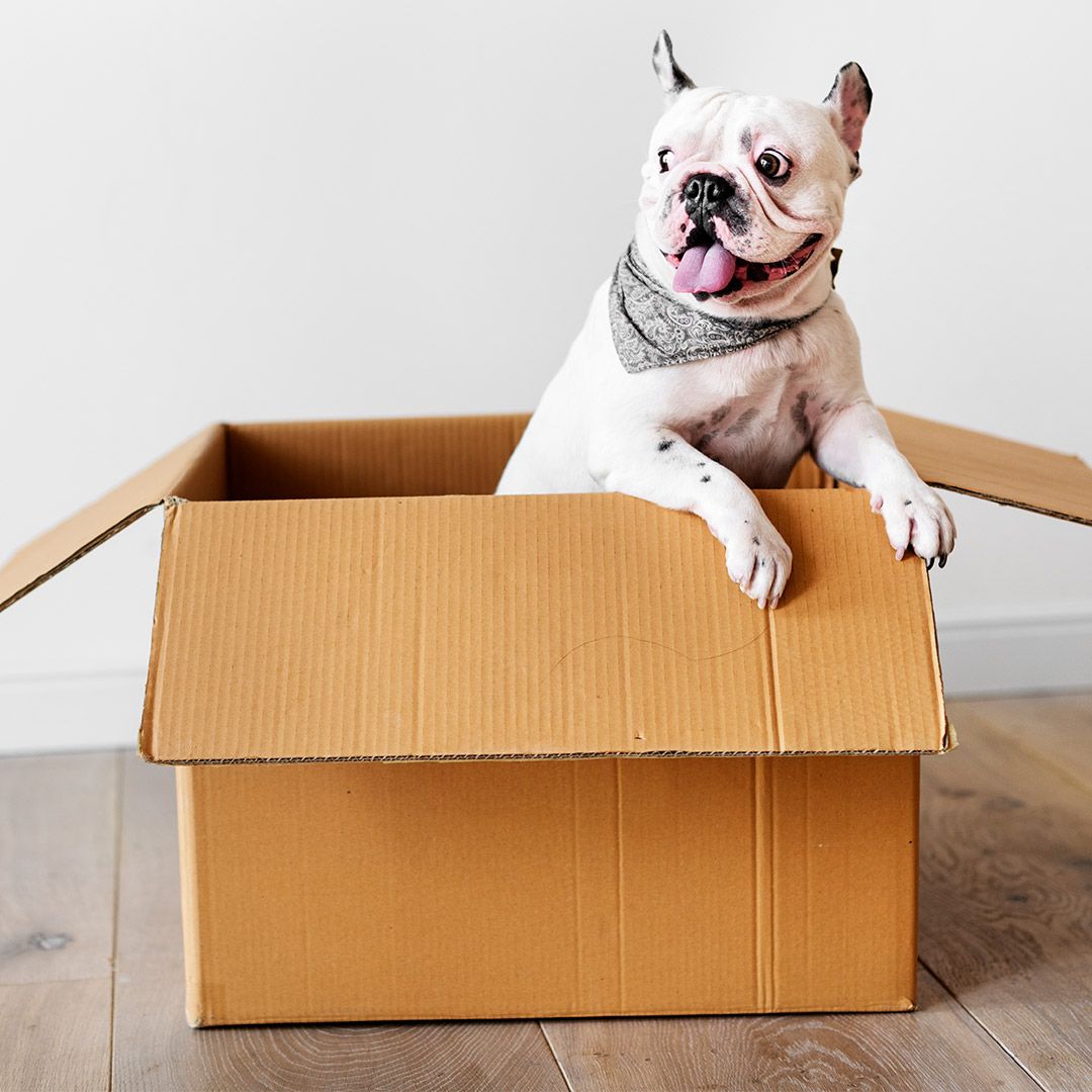 Delivery makes your life SO EASY! Want to know what else makes your life easier? Not having to worry about harmful ingredients in your dog's food 😁 buff.ly/2QD681j