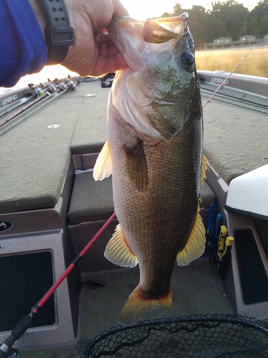 CrawBug's tweet image. Lit a few up today with some frog action. Nothing like it when they are on and eatin' good. This bad boy choked it! @QuantumTackle #performancetuned @SmokeS3pt @quantumfishing