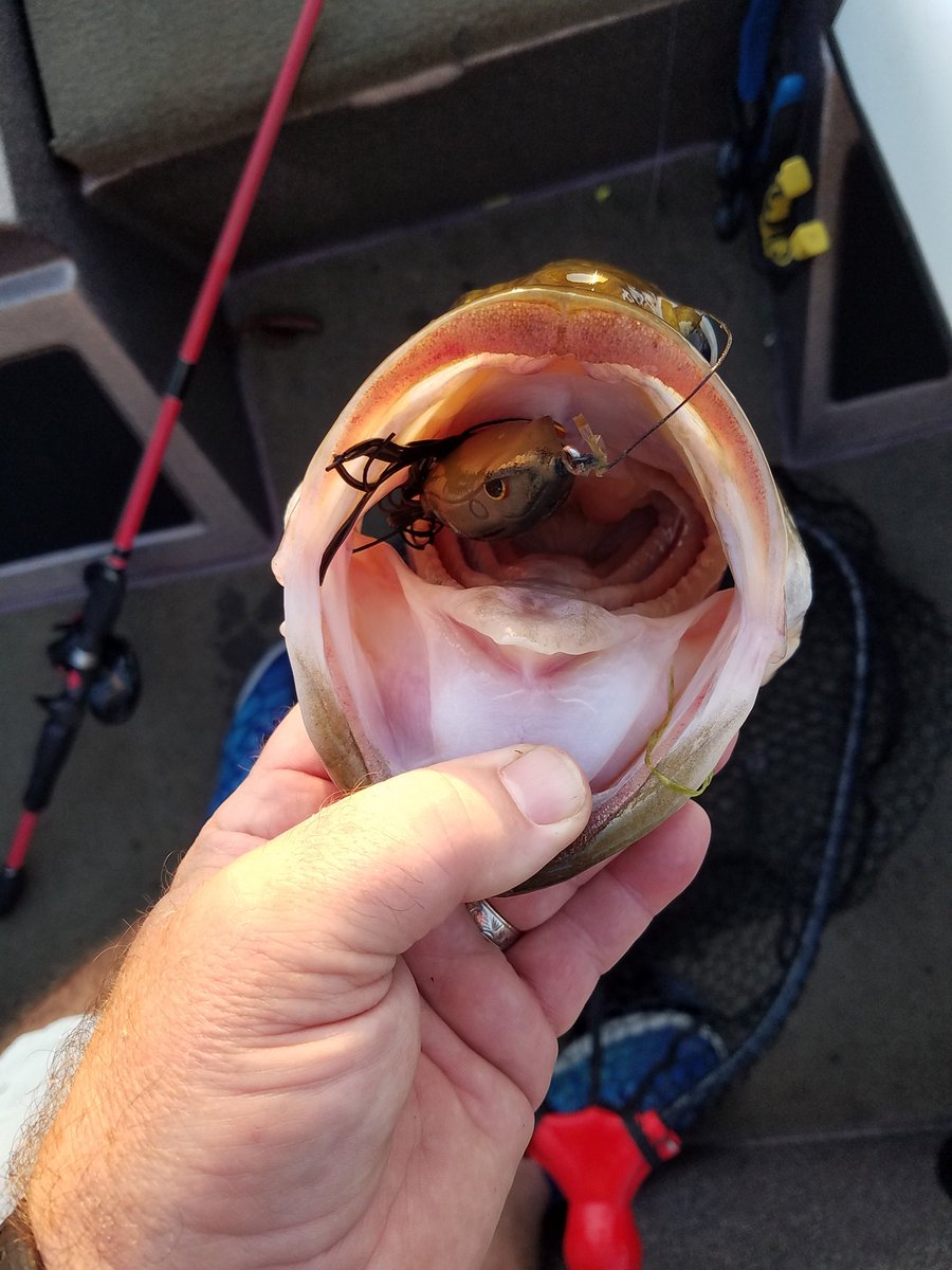 Jon Kohr (@crawbug) on Twitter photo Lit a few up today with some frog action. Nothing like it when they are on and eatin' good. This bad boy choked it! <a href="/QuantumTackle/">Quantum Fishing</a> #performancetuned @SmokeS3pt <a href="/quantumfishing/">Quantum Fishing Reel</a> Lit a few up today with some frog action. Nothing like it when they are on and eatin' good. This bad boy choked it! <a href="/QuantumTackle/">Quantum Fishing</a> #performancetuned @SmokeS3pt <a href="/quantumfishing/">Quantum Fishing Reel</a>