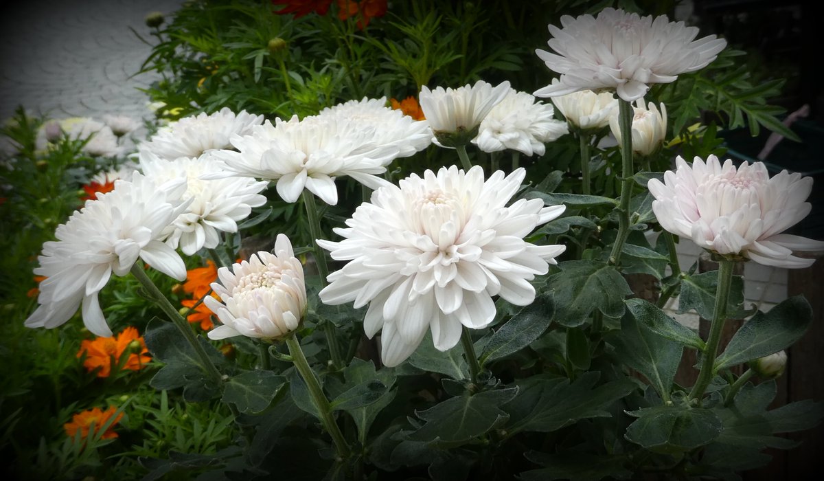 やまうさぎ در توییتر ホットマム 洋菊ホットマムはキク科の多年草常緑 の耐寒性で強く原産地は中国で1950年代にアメリカで鉢植えに品種改良されて日本に渡来し洋菊と呼ばれているそうです 花期は9月 11月頃で花色は白 赤 ピンク オレンジ 黄 緑 茶などがある やまうさぎ در توییتر ホットマム 洋菊ホットマムはキク科の多年草常緑 の耐寒性で強く原産地は中国で1950年代にアメリカで鉢植えに品種改良されて日本に渡来し洋菊と呼ばれているそうです 花期は9月 11月頃で花色は白 赤 ピンク オレンジ 黄 緑 茶などがある