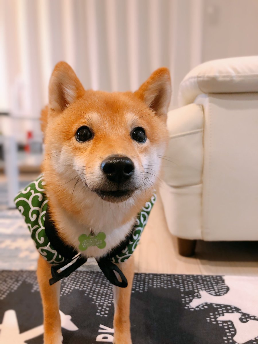 豆柴ちくわ Lineスタンプ発売中 飼い主びっくりしてます みなさんありがとうございます 柴犬は可愛いばかりではなく大変なことも多いですが 毎日癒されています メインはインスタなので 宣伝させて下さい T Co Nes2rldk7w