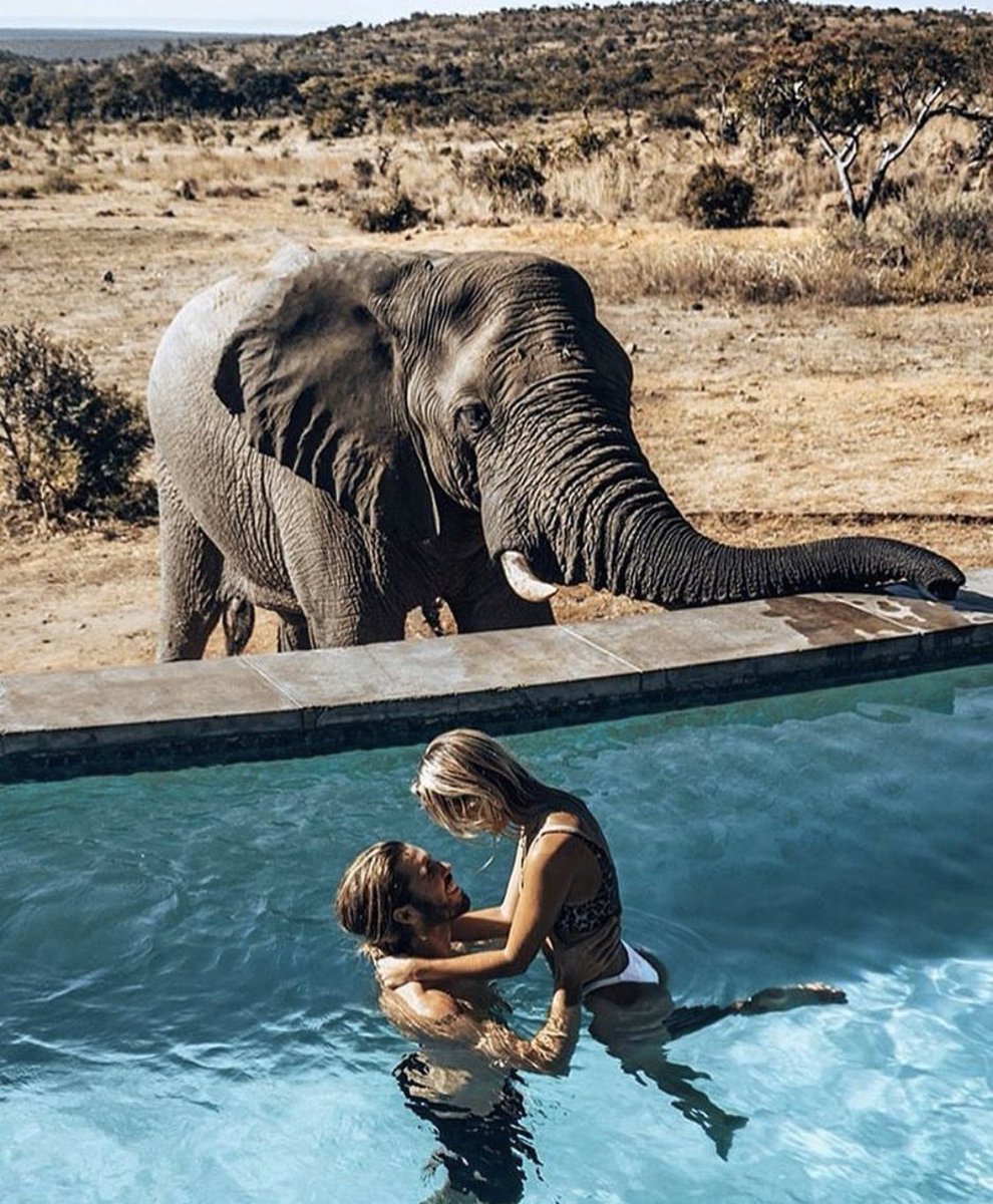 WhitneyCummings's tweet photo. Imagine being such an asshole that you’d rather look at another human instead of the elephant two feet away @yashar https://t.co/VwOtdrP6BL