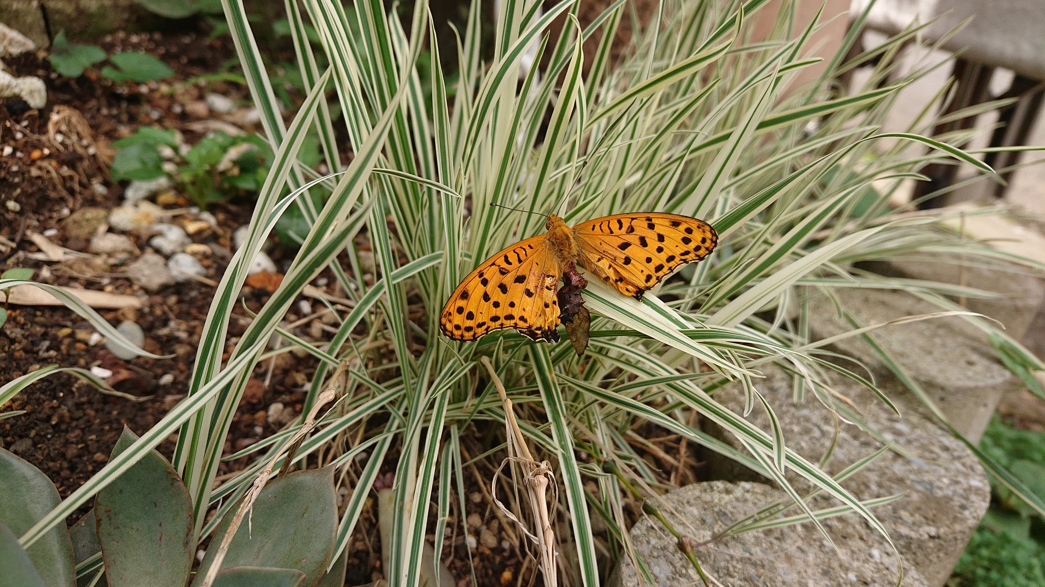 蛾と蝶 Twitter Search Twitter