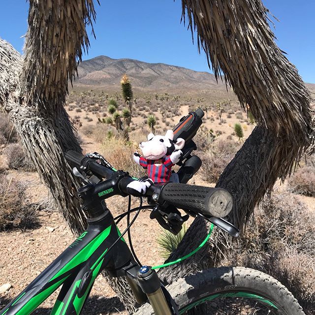 My cow trackable now has a Barcelona shirt courtesy of @t_statucki. #geocaching #geocachingadventures #trackable ift.tt/2V75J9v