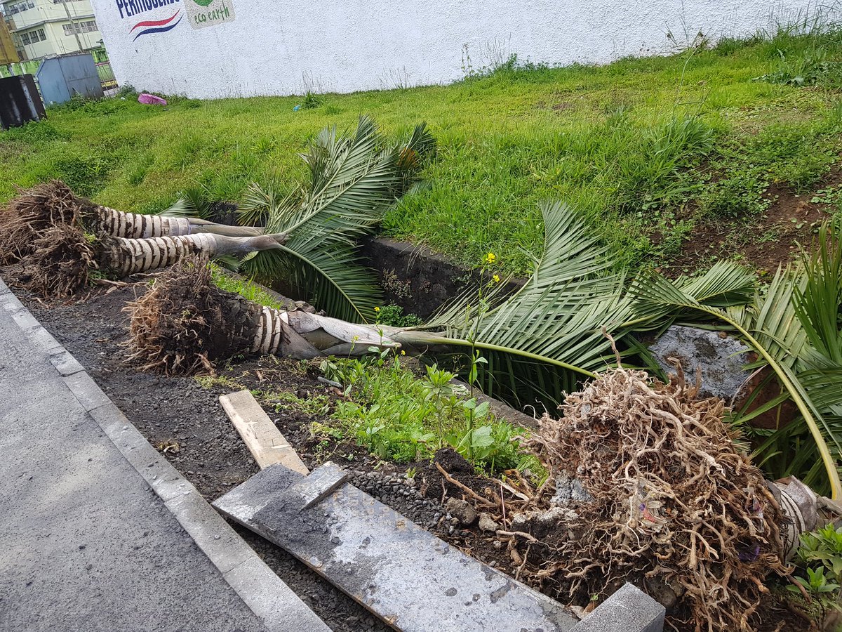 #Mauritius: So sad when I saw this in Curepipe city!! The palm #trees have been removed to leave way for concrete. Shame! :-(  #TreesInCitiesChallenge