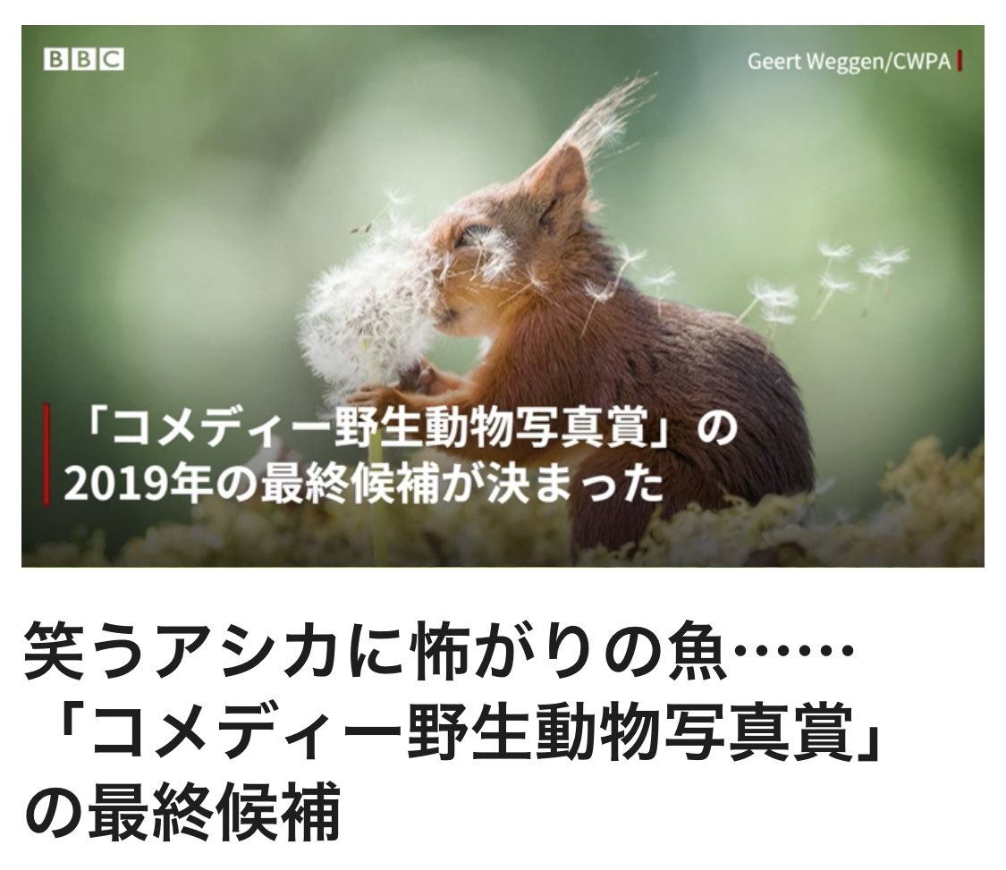 ようこ 自然環境への関心を持ってもらうために あえて面白いアングルの写真を集める試み ラッコかわいい サギかわいそう 1000日チャレンジ 1日1回ハッピーな話題 cニュース 笑うアシカに怖がりの魚 コメディー野生動物写真賞 の最終候補