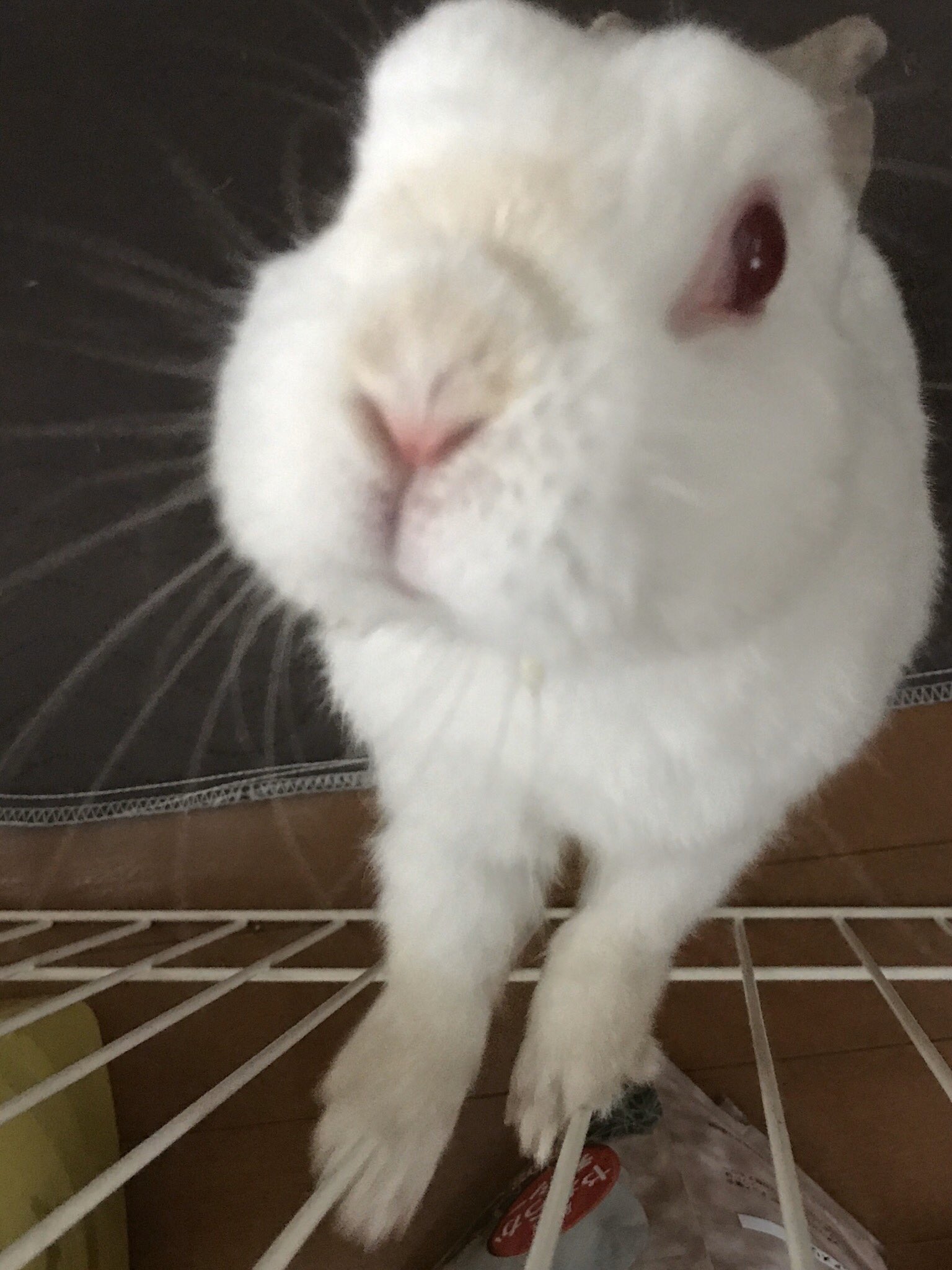 うさぎ餅 Fukusukeusagi Twitter
