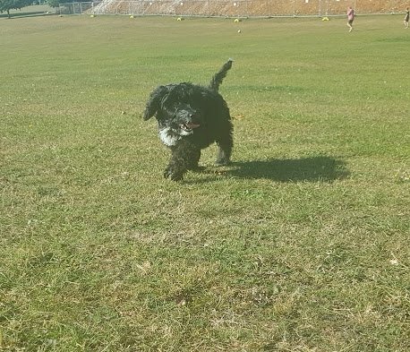 The humans took me to the park yesterday. It was my first time and I loved it. They let me off the lead and I ran around with my mini-human. I decided not to run away, I'll save that for another time. @CockapooPlace