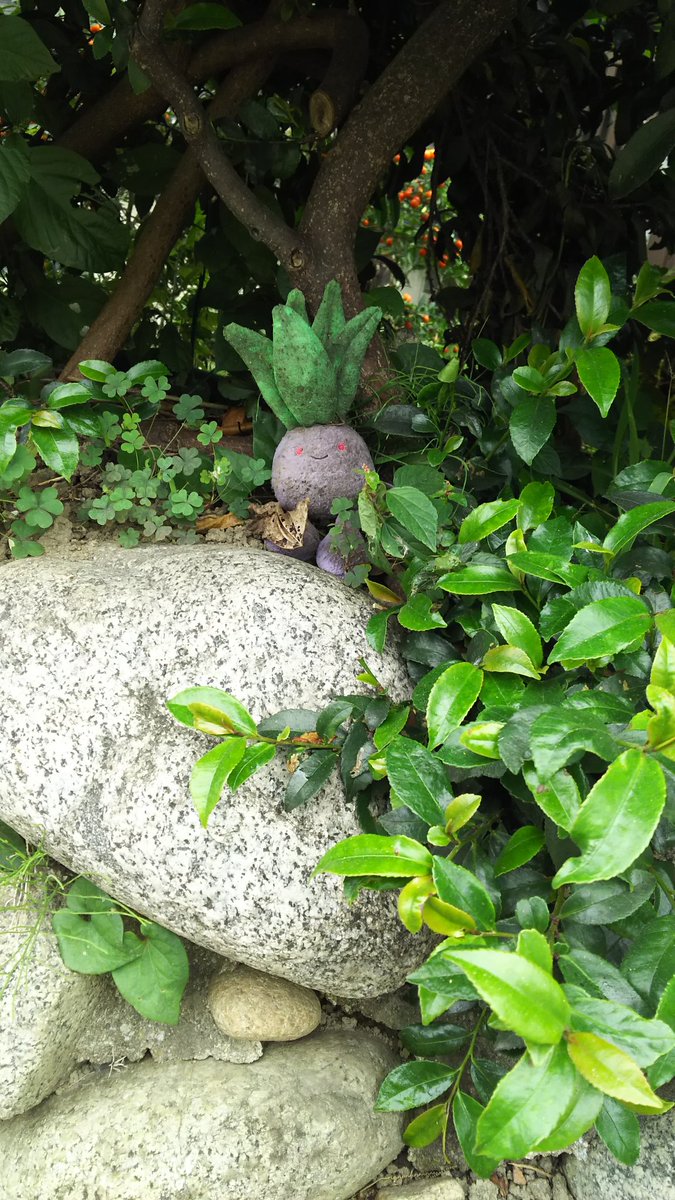 pokinico's tweet photo. 野生のポケモン。 https://t.co/PQ9ODhZeSV