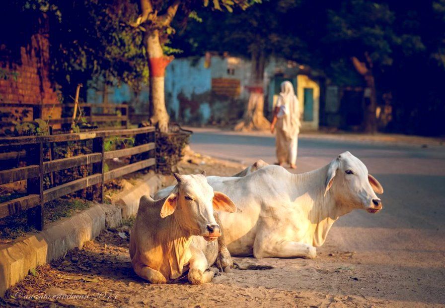 The importance of cow in our Hindu society dates back to the start of Sanatana Dharma. A lot of our ancient texts highlight her significance &amp; the extent to which the Hindus went to protect her.
buff.ly/2QgRCjf