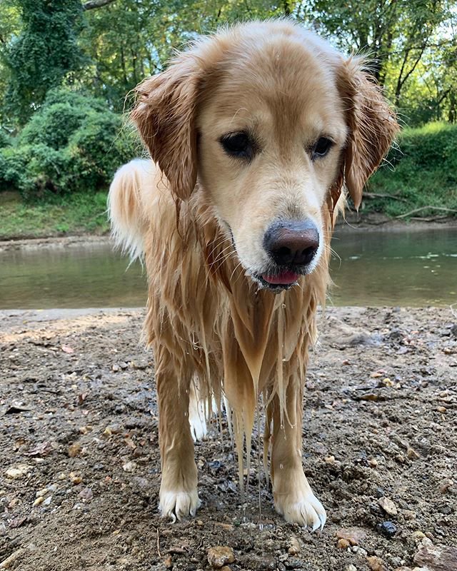 Herculinds's tweet photo. Me before and after vacation @TheGoldenRatio4 https://t.co/BbCr0LQwbk