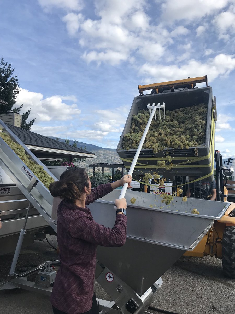 blackmarketwine's tweet photo. And so it begins... #harvest2019! First batch is the Bacchus from our Conviction Ridge vineyard in Kaleden. #bcwine #okfallswineries #kaleden #bacchus #vineyard #okanaganwine #canadianwine https://t.co/2vydcaLe5G