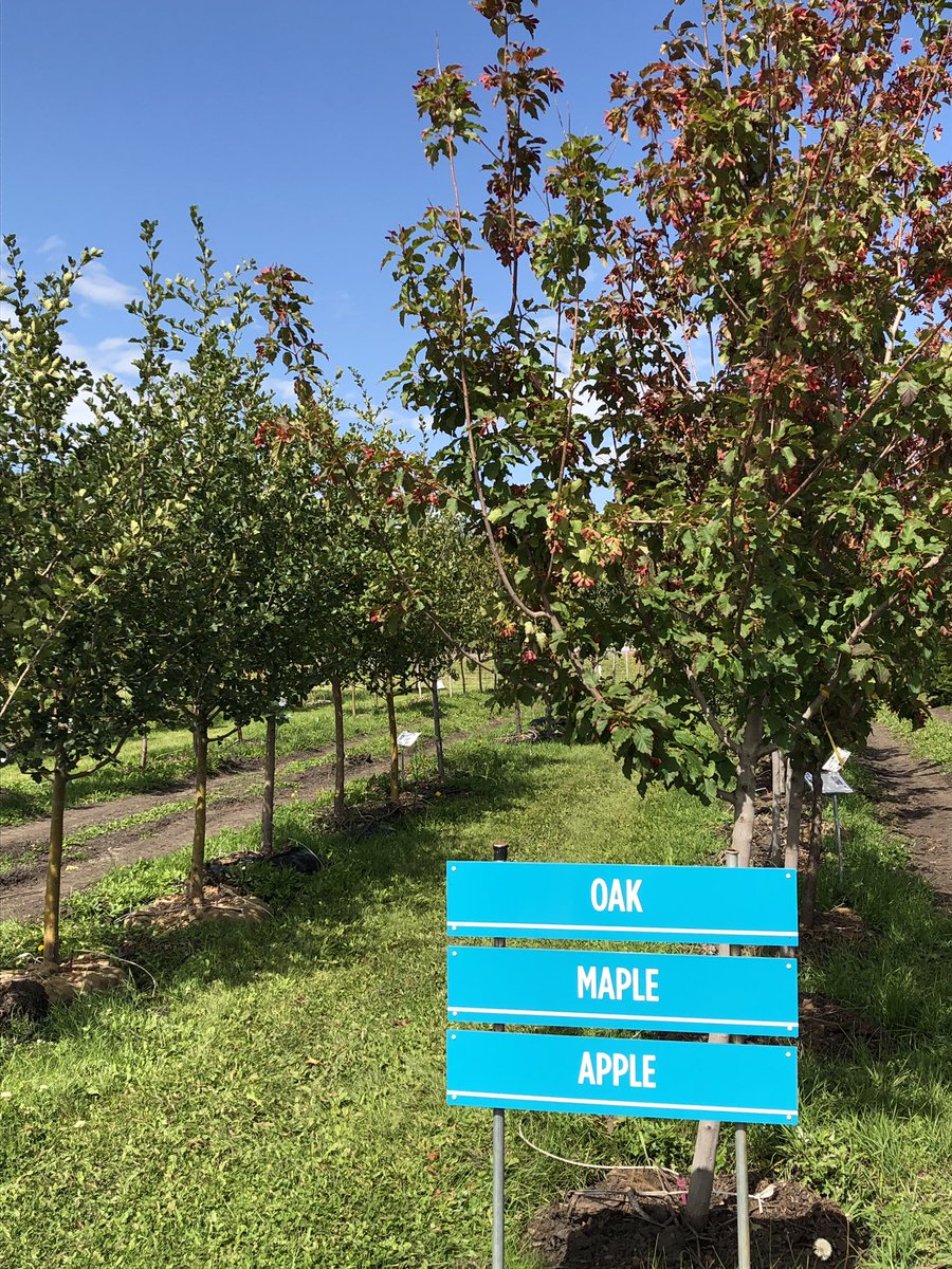 CheyenneTree's tweet photo. The best time to plant a tree was yesterday! #cheyennetreefarm #plantingtrees #creatingtomorrow #beaumont #yeg #nursery #treefarm #localcompany https://t.co/8st49YH9UY