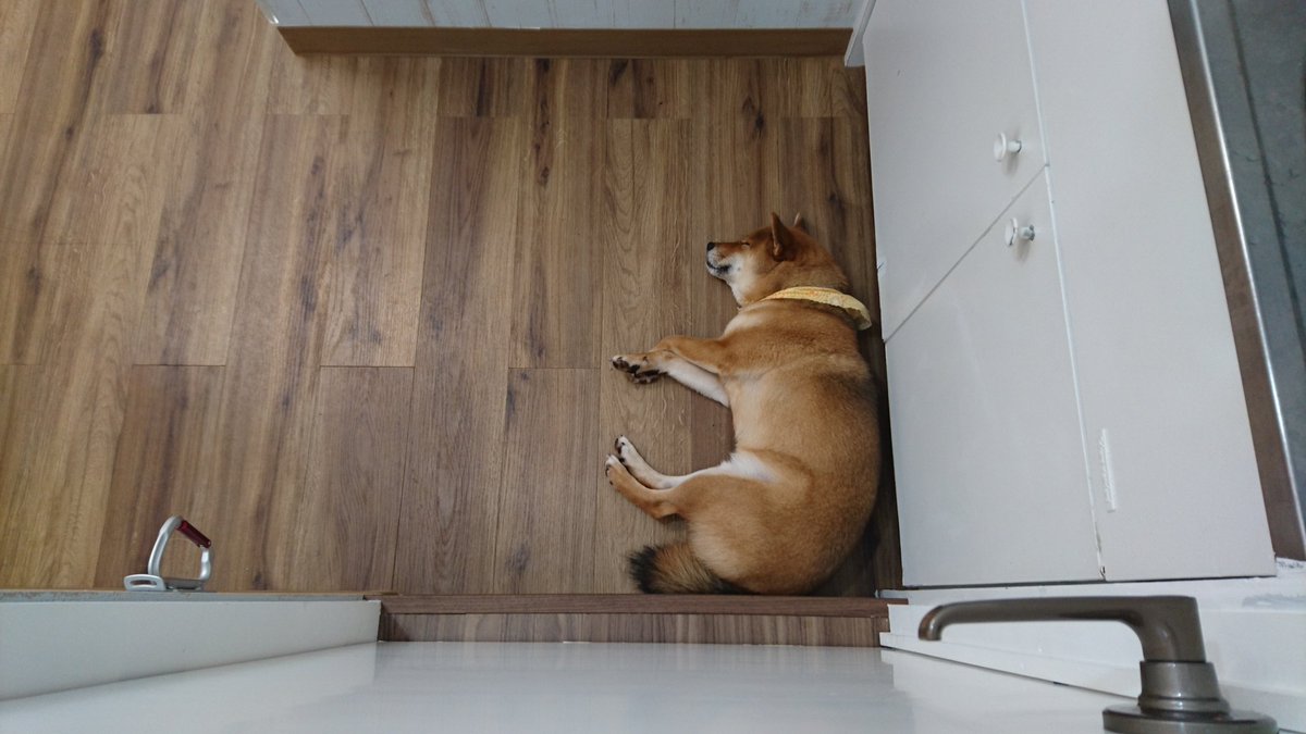 温もりカフェ 本日は友人がお手伝いしに来てくれます なのでお散歩体験出来ますよ お待ちしております 温もりカフェ 保護犬 カフェ Cafe ポメラニアン 里親募集 里親募集中 里親募集犬 里親募集 東京 犬 いぬ 犬好き Dog 柴犬 東京