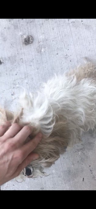 Hello Las Vegas/Henderson. This tiny cute baby girl was going on Maryland and Sahara. She seems lost