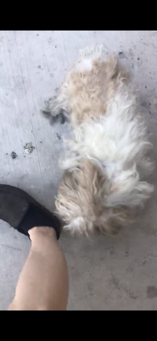 Hello Las Vegas/Henderson. This tiny cute baby girl was going on Maryland and Sahara. She seems lost