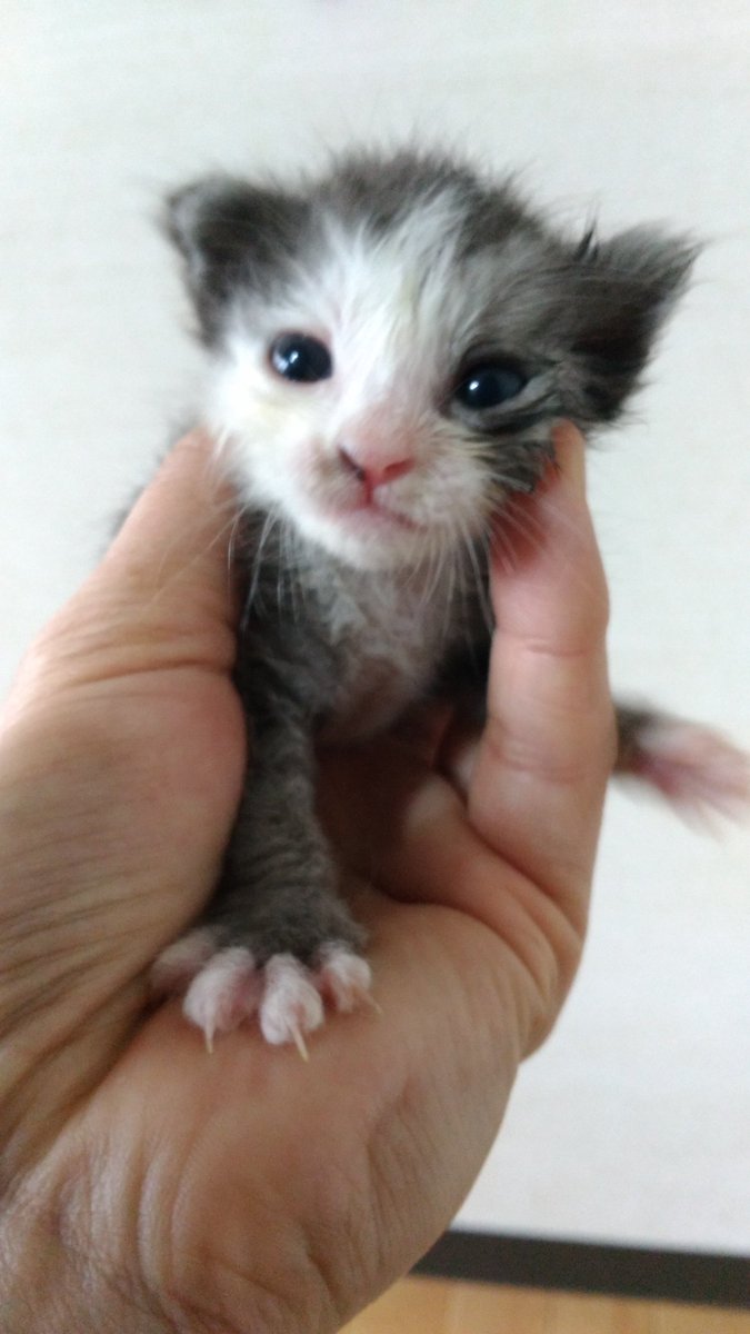 Twitter पर 小倉猫茶家 ねこ店長 にゃーす兼ねこ神様 こんにちは 昨日ぬるま湯洗いして綺麗になったミルボラちゃん達 でももう少しずつ汚れてきています お腹の状態が悪いと常に洗わない 汚れを拭き取らないとおけないです