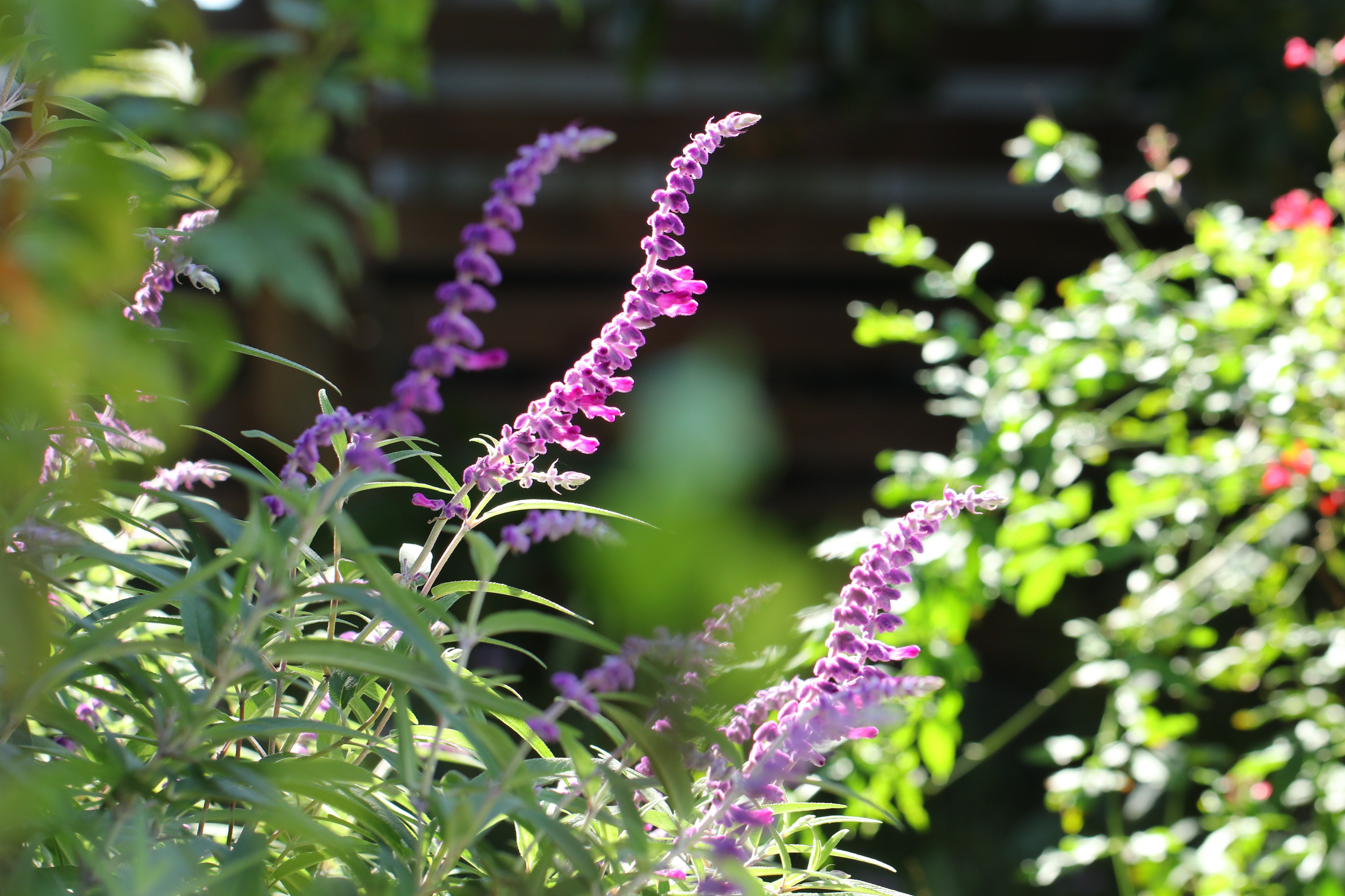 かずきち 庭も秋の花が咲きはじめました コムラサキの実もきれいに色づきはじめました 写真好きな人と繋がりたい 写真撮ってる人と繋がりたい ハギ 萩 ハナトラノオ 花虎の尾 アメジストセージ コムラサキ 小紫 秋の花 庭の花 T Co