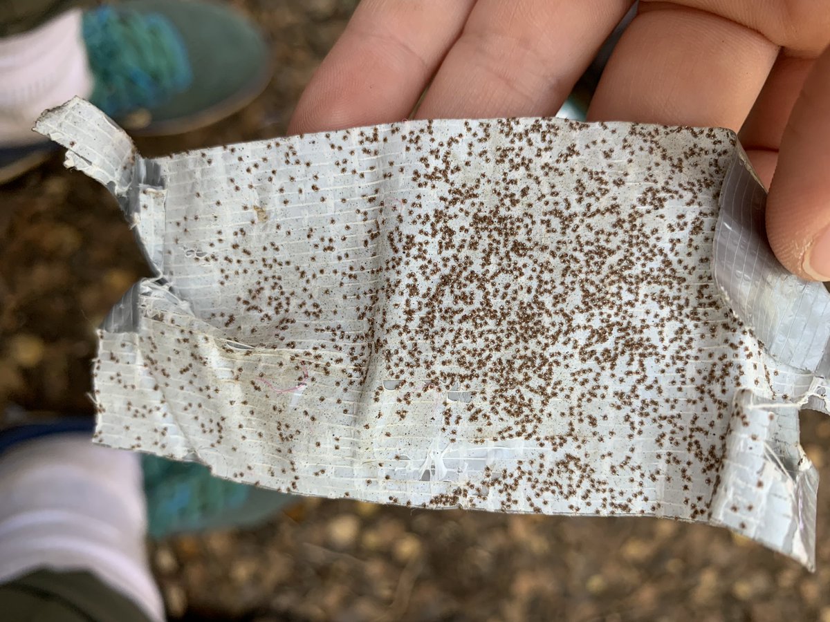AliciaBrunner's tweet photo. Those are all ticks OK SWEET DREAMS ☠️ https://t.co/JZ6ic2EsqZ