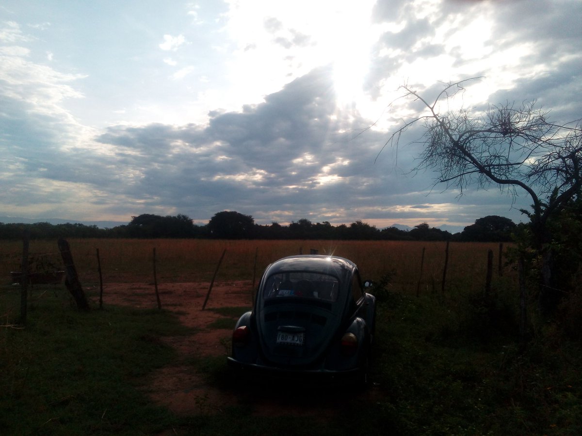 Gabrielblack52's tweet photo. En la parcela, Ejido Col. 18 de Marzo, Nayarit.. Atendiendo el maíz, esperemos que Segalmex no nos haga una jugada y nos deje fuera de Los Precios de Garantía https://t.co/4lGtcxgaLI